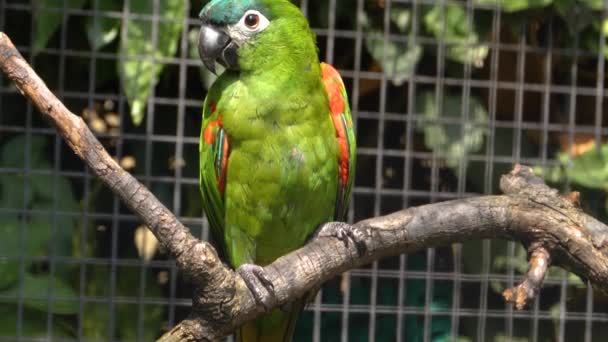 Close Papagaio Verde — Vídeo de Stock