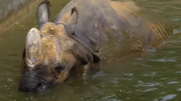 Close Rhino Taking Bath — Stock Video