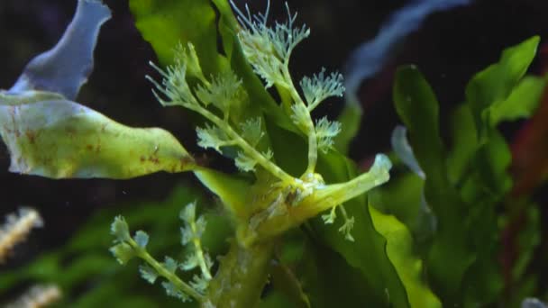 머리를 속으로 천천히 움직이는 나뭇잎 해룡의 — 비디오