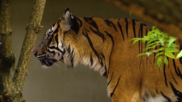 Közelkép a tigris eszik a bokrok