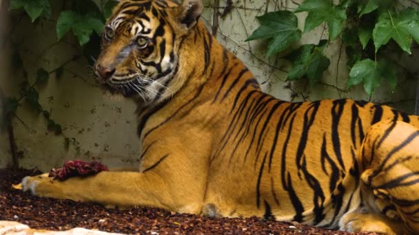 Close Tigre Comendo Arbustos — Vídeo de Stock