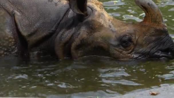 Close Rinoceronte Tomando Banho — Vídeo de Stock
