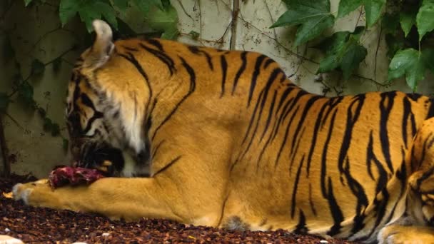Close Tigre Comendo Arbustos — Vídeo de Stock