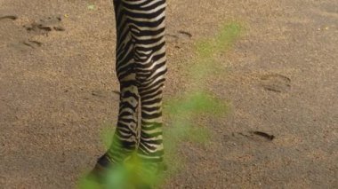 Kumda duran zebralara yaklaş.