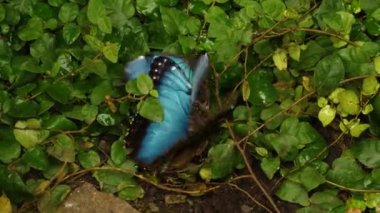 Yerdeki mavi morpho kelebeklerine yaklaş