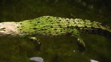 Su altında yüzen albino timsahı kapat.