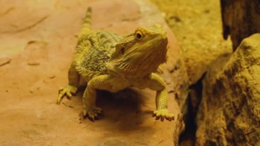 Sakallı ejderha kertenkelesine yaklaş.