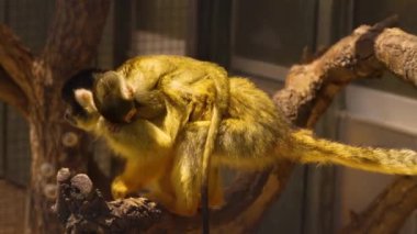 Yavrusu sırtüstü uzanmış, bir dalın üzerinde duran bir maymun anne. Anne döner ve bir dala tırmanır..