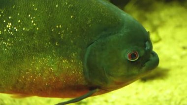 Piranha tüm vücudu sarmış, sağa doğru yüzüyor..