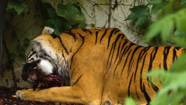 Primo Piano Della Tigre Che Mangia Nei Cespugli — Video Stock