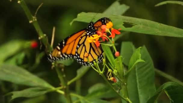 Primer Plano Mariposa Monarca Recogiendo Néctar Las Flores — Vídeo de stock