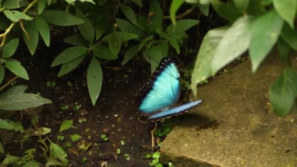 Yerdeki Mavi Morpho Kelebeklerine Yaklaş — Stok video