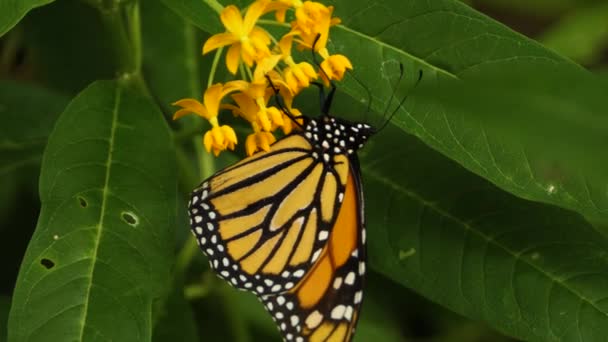 Primer Plano Mariposa Monarca Recogiendo Néctar Las Flores — Vídeo de stock