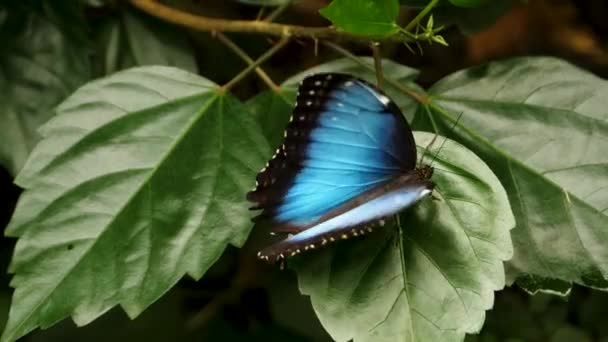 Primer Plano Mariposas Morfo Azules Suelo — Vídeos de Stock