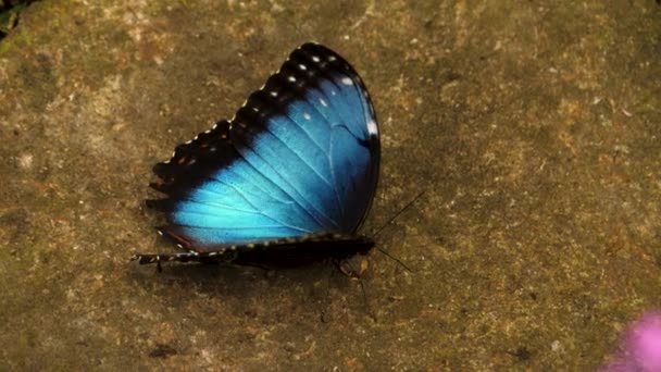 Primer Plano Mariposas Morfo Azules Suelo — Vídeos de Stock