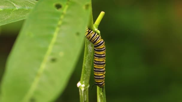 Primer Plano Oruga Mariposa Monarca Una Hoja — Vídeos de Stock