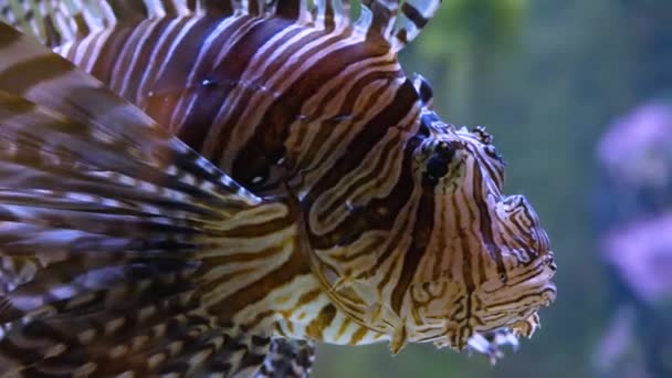 Nahaufnahme Von Feuerfischen Die Langsam Schwimmen — Stockvideo