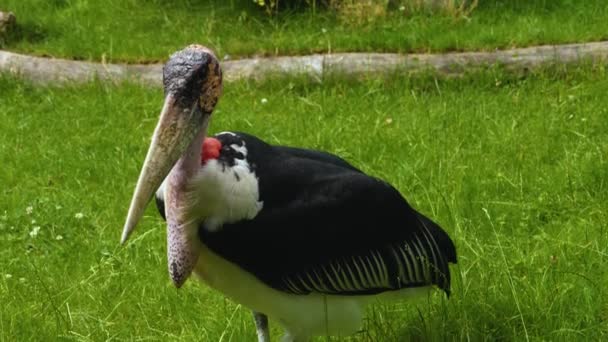 Zbliżenie Głowy Marabou Słoneczny Dzień Lecie — Wideo stockowe