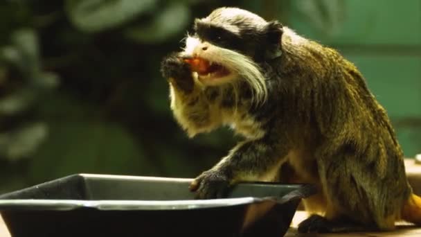 Primer Plano Del Mono Emperador Tamarín Sentado Comiendo — Vídeos de Stock