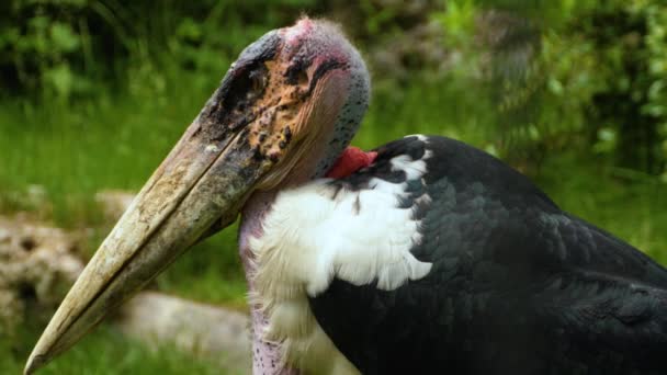 Nahaufnahme Des Marabou Kopfes Einem Sonnigen Tag Sommer — Stockvideo