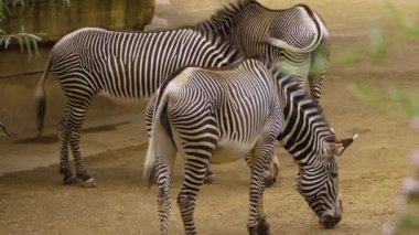 Kumda duran zebralara yaklaş.