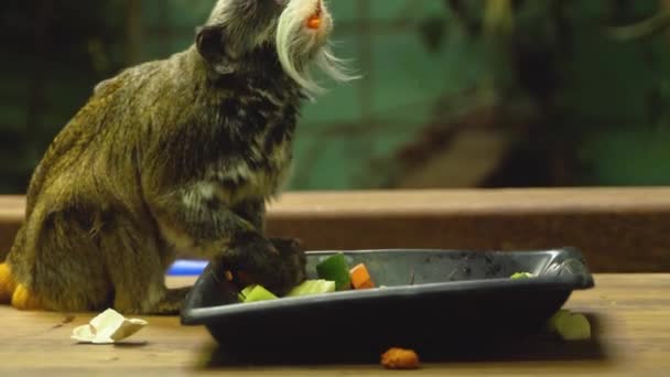 Close Emperor Tamarin Monkey Sitting Eating — Stock Video