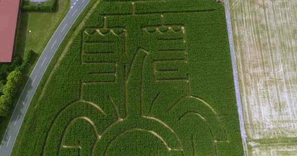 Vue Aérienne Labyrinthe Maïs Elephant Par Une Journée Ensoleillée Été — Video