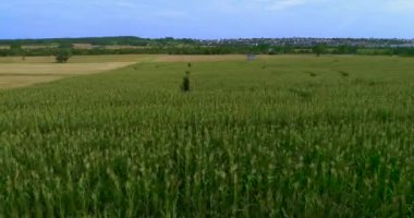 Yazın güneşli bir günde Fil mısır labirentinin havadan görünüşü