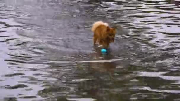 浅い水で実行している小さな犬 追跡ショット — ストック動画