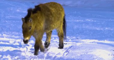Przewalski 'nin atına karda yaklaşın.