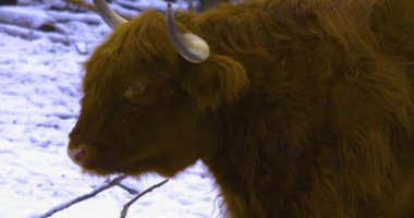 İskoç dağlıklarına yakın kışın inek güder