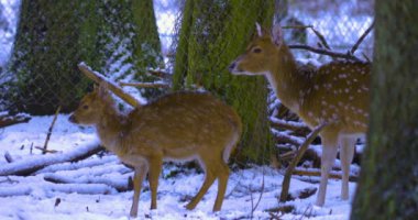 Kışın eksen geyiğine yaklaşırken ormanda kar yağarken.