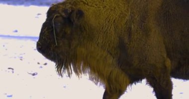 Bizonları kışın karda yürürken ve etrafa bakarken yaklaş.