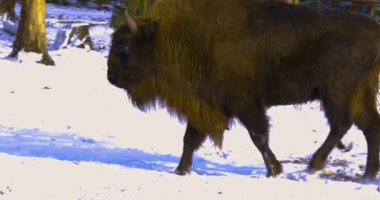 Bizonları kışın karda yürürken ve etrafa bakarken yaklaş.