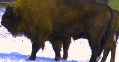 Bizonları kışın karda yürürken ve etrafa bakarken yaklaş.