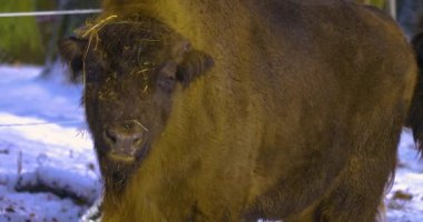 Bizonları kışın karda yürürken ve etrafa bakarken yaklaş.