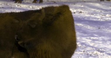 Bizonları kışın karda yürürken ve etrafa bakarken yaklaş.