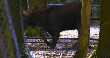 Geyik karda dinleniyor.