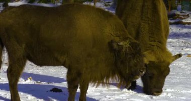 Kışın bizonu karla kapatın..