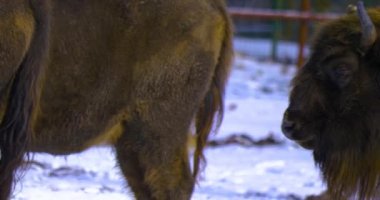 Kışın bizonu karla kapatın..