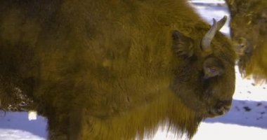 Kışın bizonu karla kapatın..