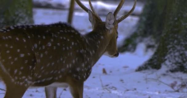 Κοντινό Πλάνο Του Ελαφιού Άξονα Χειμώνα Χιόνι Στο Δάσος — Αρχείο Βίντεο