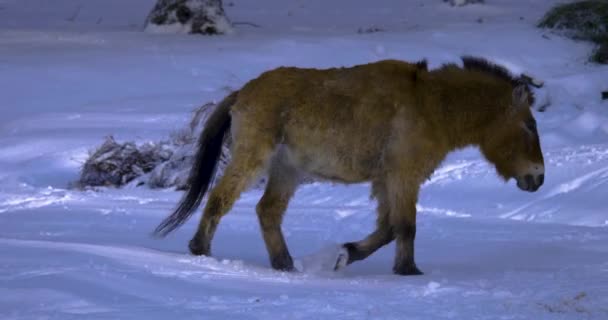 Primer Plano Del Caballo Przewalski Nieve — Vídeos de Stock