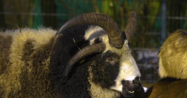 Blisko Jakuba Owce Stojące Zimie Małym Opadem Śniegu — Wideo stockowe