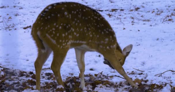 Nahaufnahme Von Rotwild Winter Mit Schnee Wald — Stockvideo