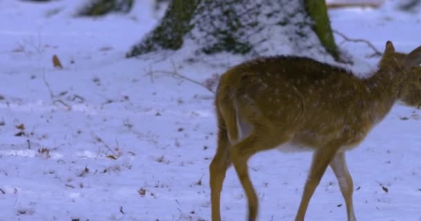 Κοντινό Πλάνο Του Ελαφιού Άξονα Χειμώνα Χιόνι Στο Δάσος — Αρχείο Βίντεο