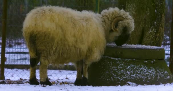 Zbliżenie Czarny Nos Owiec Lizanie Śniegu — Wideo stockowe