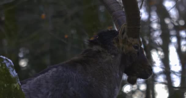 Steinböcke Winter Auf Einem Hügel — Stockvideo