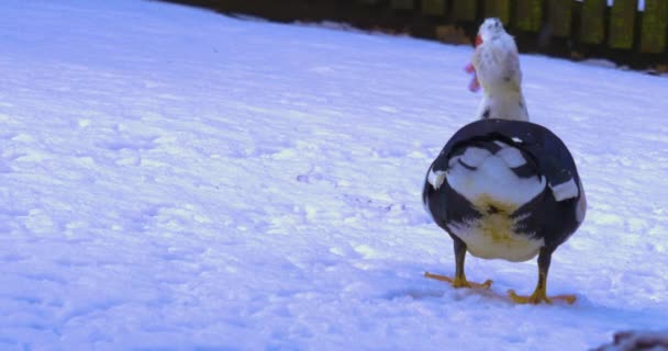 Close Muscovy Duck Berdiri Salju — Stok Video