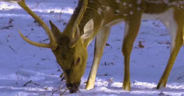 Close Cervos Eixo Inverno Com Neve Floresta — Vídeo de Stock